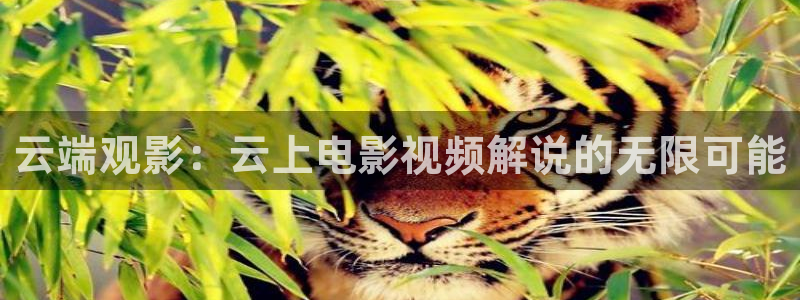 午夜理论电影在线免费观看：云端观影：云上电影视频解说的无限可能
