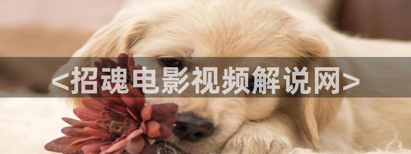 新视觉午夜剧场：<招魂电影视频解说网>